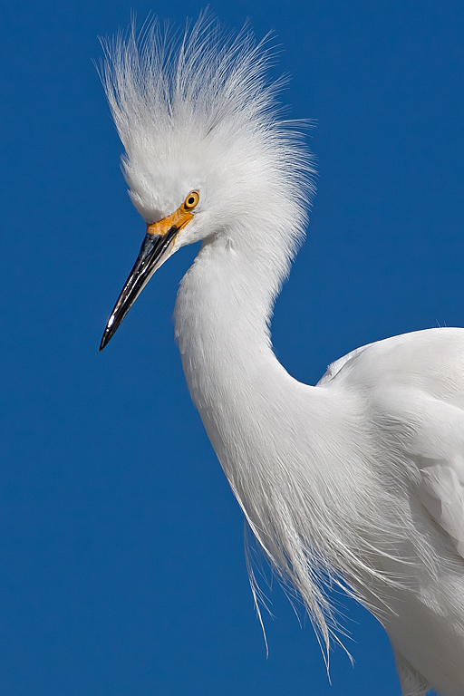 Snowy Egret Displaying Plumage   P O'Malley